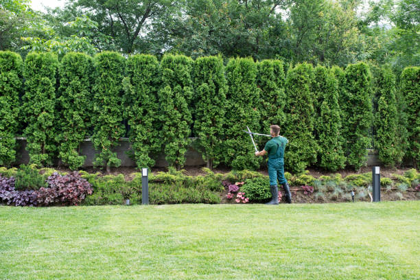 Best Professional Tree Care  in Collegeville, PA